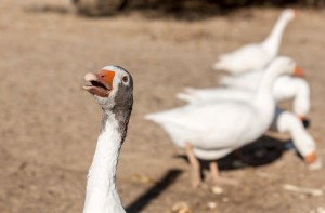 Animais gansos