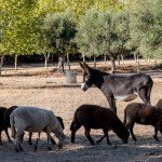 Animais ovelha e zurra