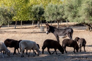 Animais ovelha e zurra