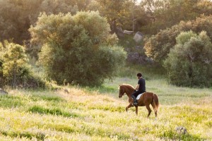 HORSES2(©Ash James)