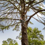 Tree_climbing_[6476-A4]