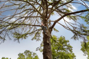 Tree_climbing_[6476-A4]