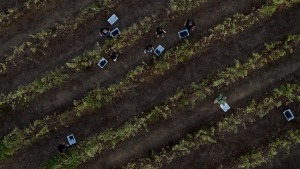 Vineyards