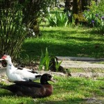 Animais da Quinta_1