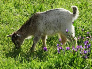 Animais da Quinta_2