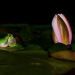 Fauna & Flora Casa das Palmeiras