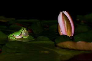 Fauna & Flora Casa das Palmeiras