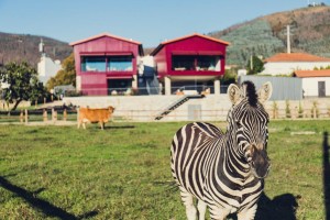 Quinta_05_Zebra