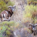 Mouflon