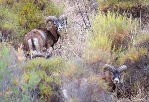 Mouflon