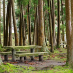 Picnic area in forest with table and benches