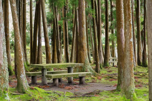 Picnic area in forest with table and benches