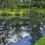 Park with palms and pool