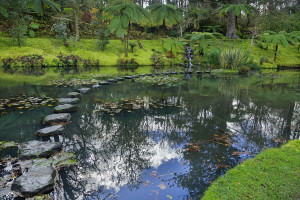 Park with palms and pool